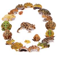 Rane pac-man vari colori