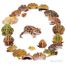 Rane pac-man vari colori