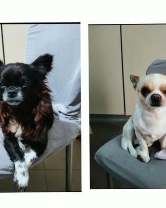 chihuahua cuccioli