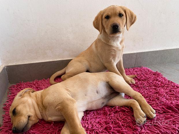 Cuccioli di Labrador
 in vendita a Tortoli’