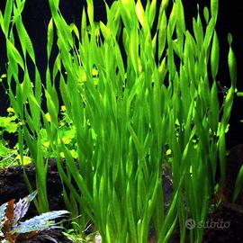 Vallisneria S.cambio 