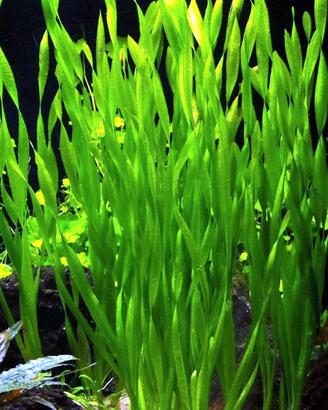 Vallisneria S.cambio 
