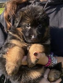 Pastore Tedesco a PELO LUNGO