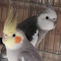 Pappagalli calopsite