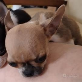 chihuahua mini mosca 