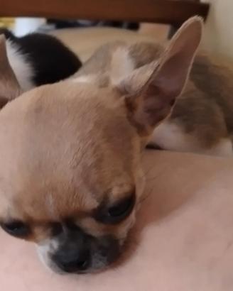 chihuahua mini mosca 