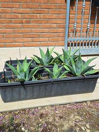 Piante di Agave
