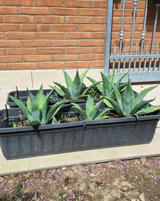 Piante di Agave