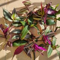 Mix tradescantia vari tipi