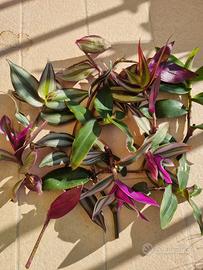 Mix tradescantia vari tipi