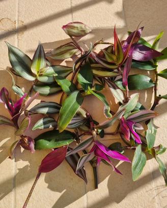 Mix tradescantia vari tipi
