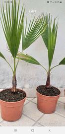 palme Washingtonia 