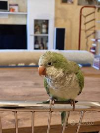 Parrocchetto monaco 1 anno