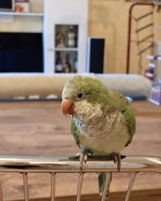 Parrocchetto monaco 1 anno