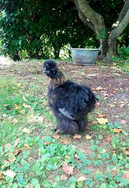 Gallo Moroseta 12 mesi