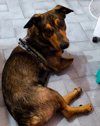 Cane di un anno taglia media/piccola