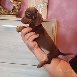 Cuccioli di bassotto cioccolato