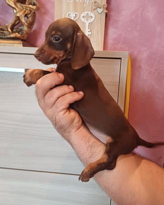 Cuccioli di bassotto cioccolato