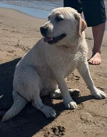 Labrador femmina con peedigre