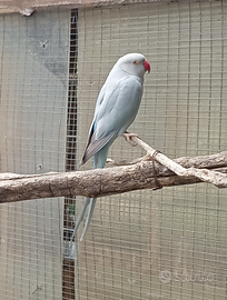 Parrocchetto dal collare