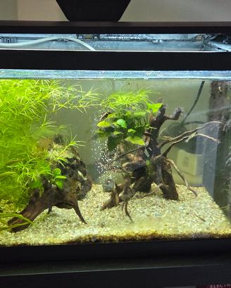 Acquario  60 LT + Mobiletto e accessori