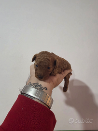 Cucciolo teacup barboncino