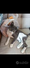 Gattina Nina