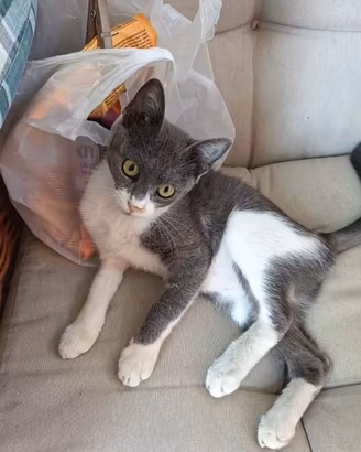 Gattina Nina