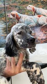 Cuccioli setter inglese