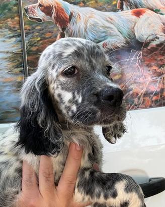 Cuccioli setter inglese