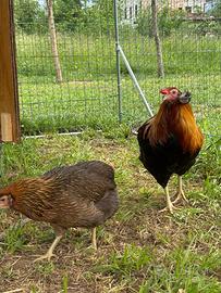 Galline araucana