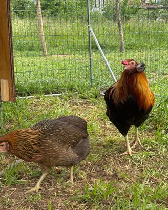 Galline araucana