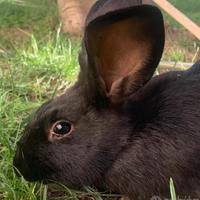 Adotta un coniglio per Natale pet therapy