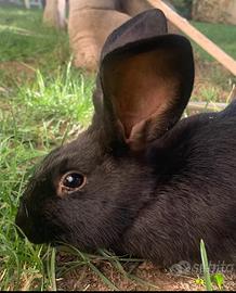 Adotta un coniglio per Natale pet therapy