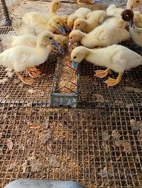 Pulcini di ANATRA MUTA