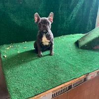 Bulldog Bouldogue francese buldog