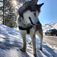 Cane siberian husky pronto per monta