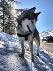 Cane siberian husky pronto per monta