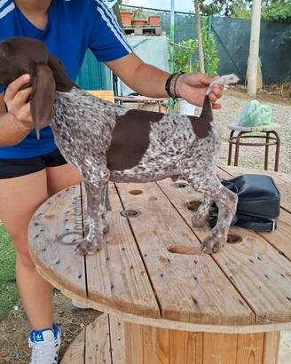 Cuccioli di bracco tedesco kurzaahr