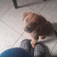 Cagnolina meticcia di 3 mesi