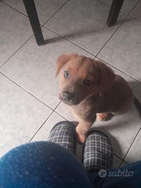 Cagnolina meticcia di 3 mesi