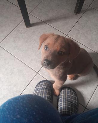 Cagnolina meticcia di 3 mesi