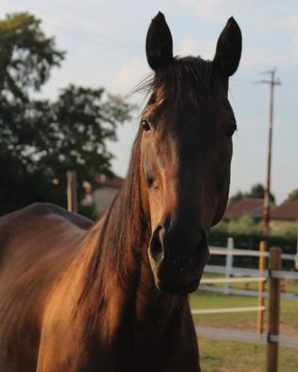 Cavallo castrone