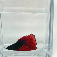 Betta splendens