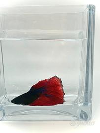 Betta splendens