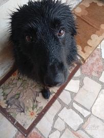 Cagnolino dolcissimo
