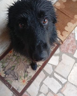Cagnolino dolcissimo