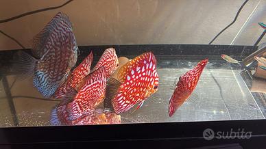 Sei discus dai 12 ai 17 cm di età divesa