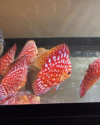 Sei discus dai 12 ai 17 cm di età divesa