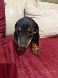 Cucciolo di bassotto